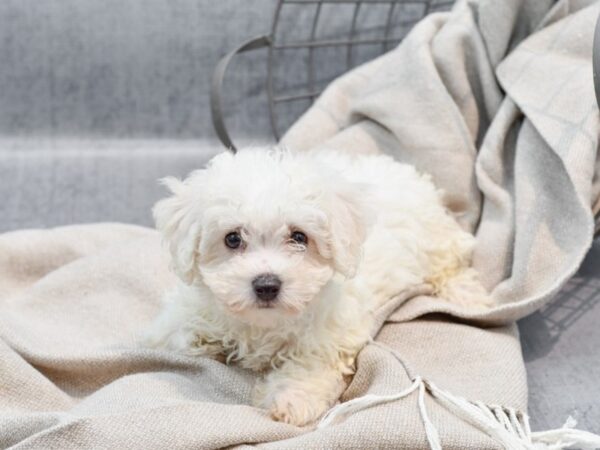 Bichon Frise Dog Female White 36367 Petland Novi, Michigan