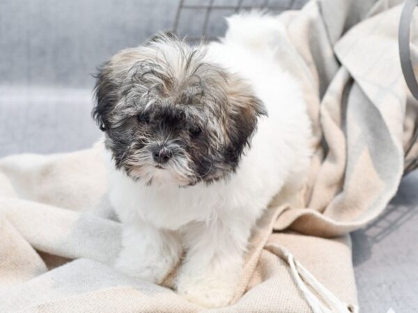 Teddy Bear Dog Female Brown & White 36368 Petland Novi, Michigan