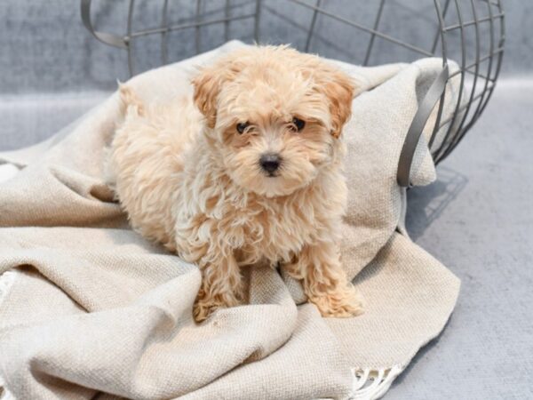 Maltipoo Dog Female Apricot 36369 Petland Novi, Michigan