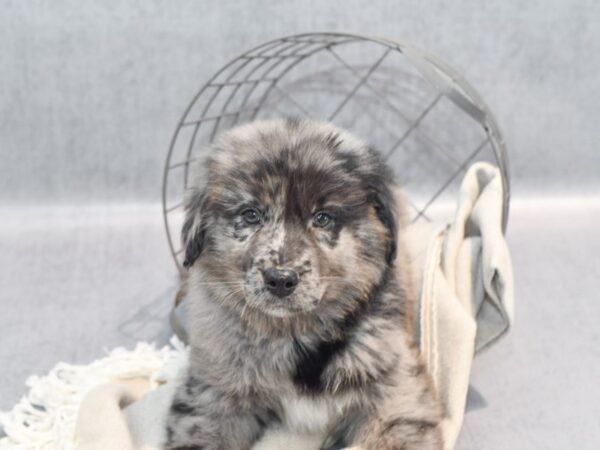 Aussie-Golden Dog Male Blue Merle 36370 Petland Novi, Michigan