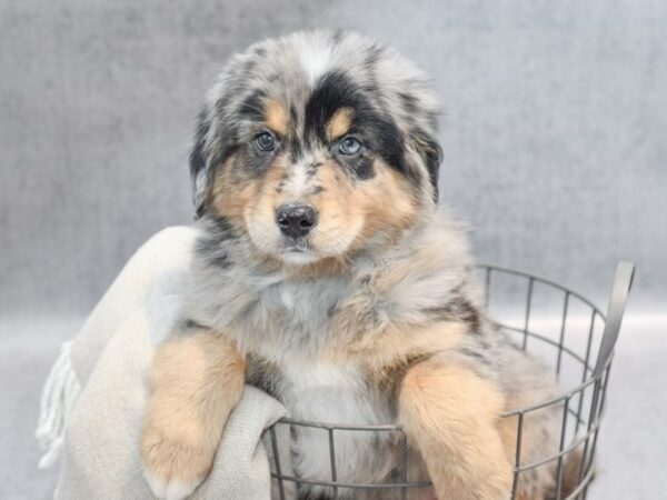 Aussie-Golden-Dog-Male-Blue Merle / Tan-36371-Petland Novi, Michigan