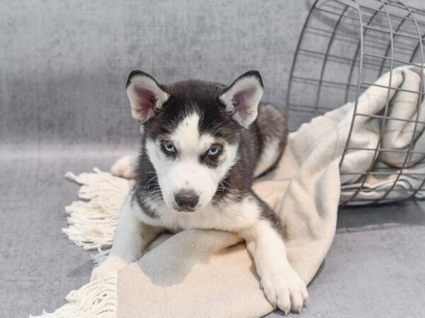 Siberian Husky Dog Male Black & White 36372 Petland Novi, Michigan