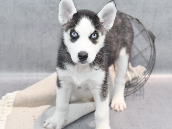 Siberian Husky Dog Female Black & White 36373 Petland Novi, Michigan