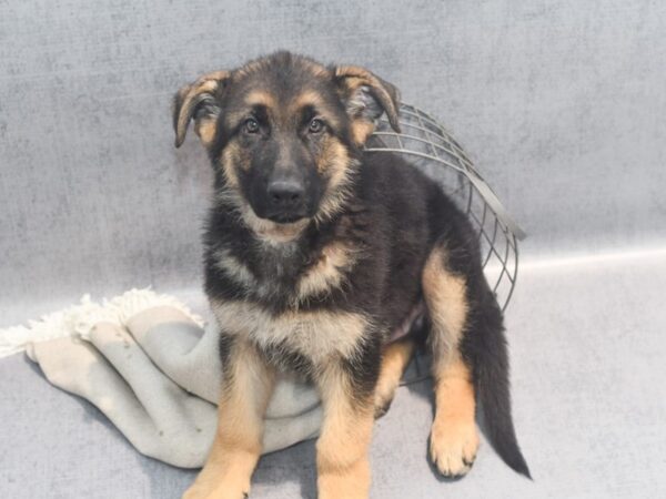 German Shepherd-Dog-Male-Black & Tan-36374-Petland Novi, Michigan