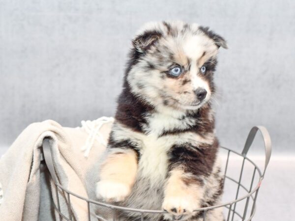 Pomsky-Dog-Male-Blue Merle-36375-Petland Novi, Michigan