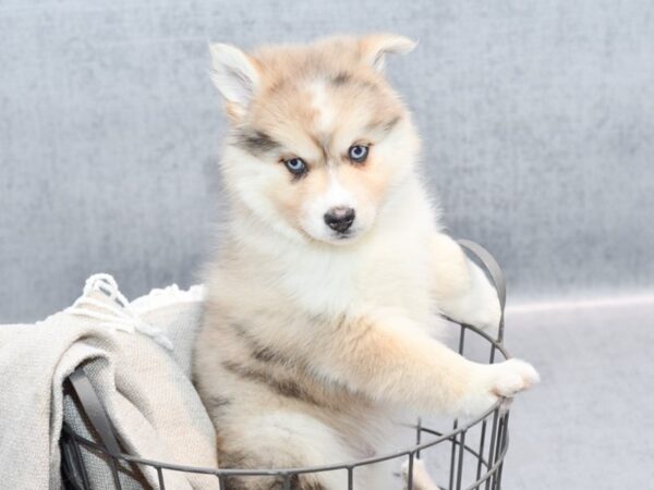 Pomsky Dog Male Brown & White 36376 Petland Novi, Michigan