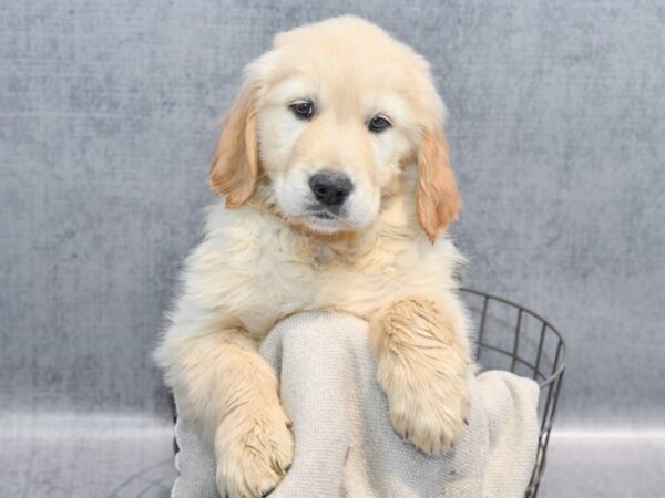 Golden Retriever Dog Male Golden 36377 Petland Novi, Michigan