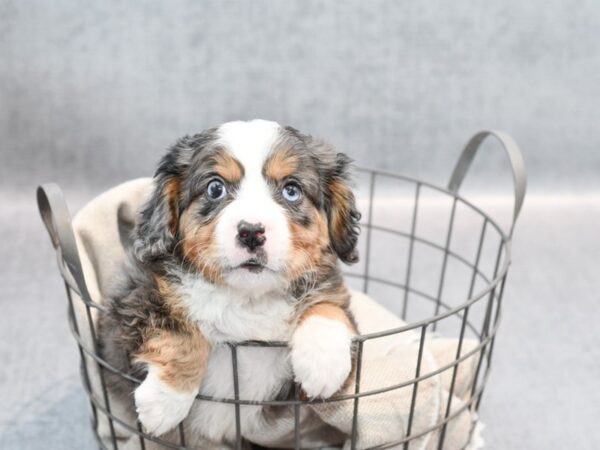 Mini Bernese-Dog-Male-Blue Merle-36352-Petland Novi, Michigan