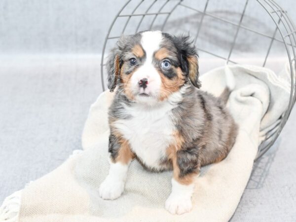 Mini Bernese-Dog-Male-Blue Merle-36353-Petland Novi, Michigan