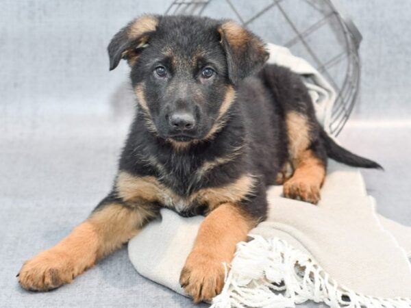 German Shepherd Dog Male Black & Tan 36380 Petland Novi, Michigan