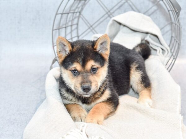 Shiba Inu-Dog-Male-Black/White/Tan-36383-Petland Novi, Michigan