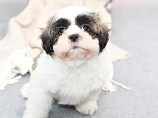 Teddy Bear Dog Male Brown & White 36385 Petland Novi, Michigan