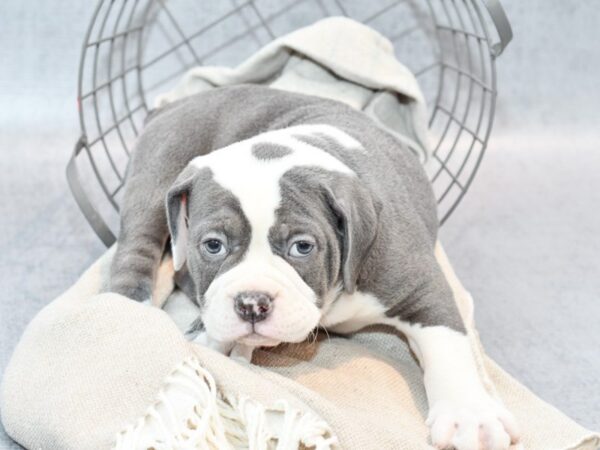 Olde English Bulldog Dog Male Blue & White 36387 Petland Novi, Michigan