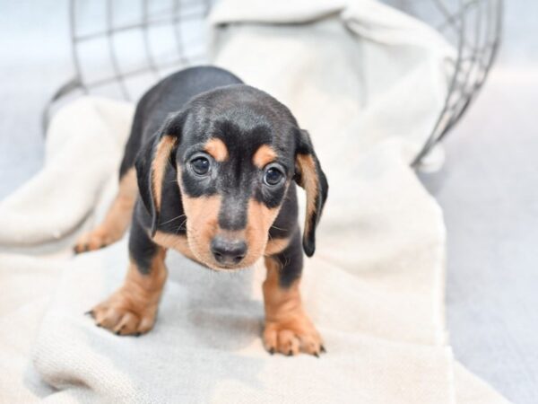 Dachshund Dog Male Black & Tan 36388 Petland Novi, Michigan