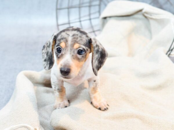 Dachshund Dog Female Silver Dapple 36389 Petland Novi, Michigan