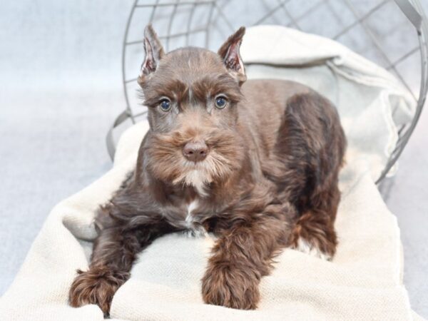 Miniature Schnauzer Dog Male Chocolate 36390 Petland Novi, Michigan