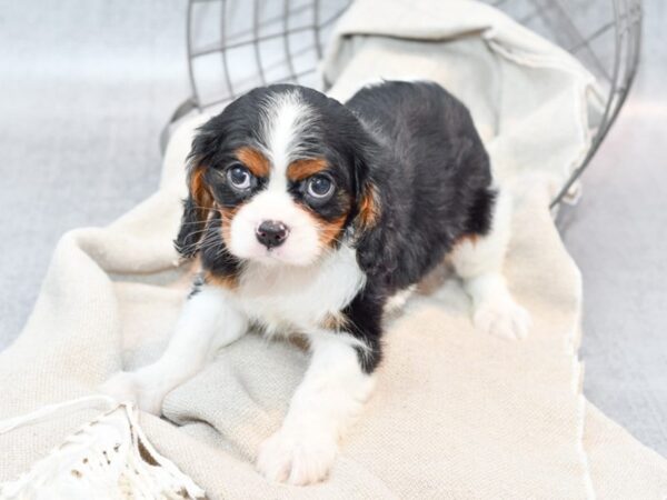 Cavalier King Charles Dog Female Tri 36391 Petland Novi, Michigan