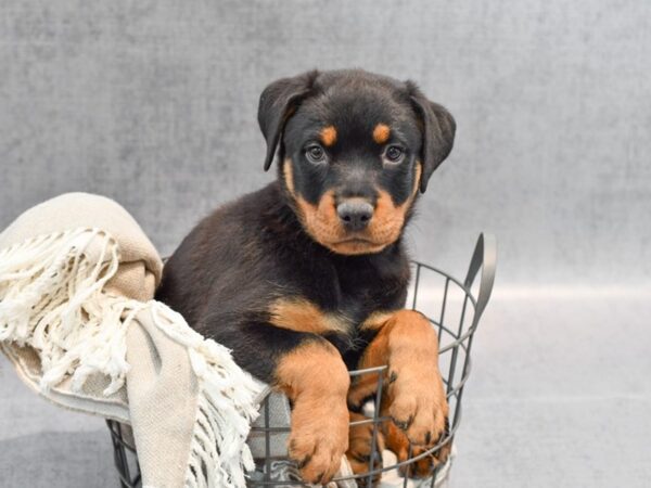 Rottweiler Dog Male Black & Tan 36392 Petland Novi, Michigan