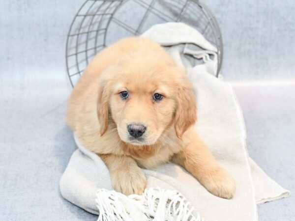 Golden Retriever-Dog-Female-Golden-36393-Petland Novi, Michigan