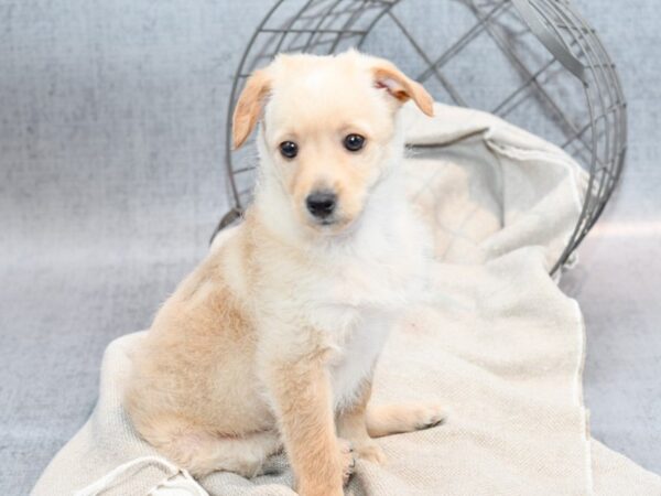 Spitz Poo Dog Male Golden 36394 Petland Novi, Michigan