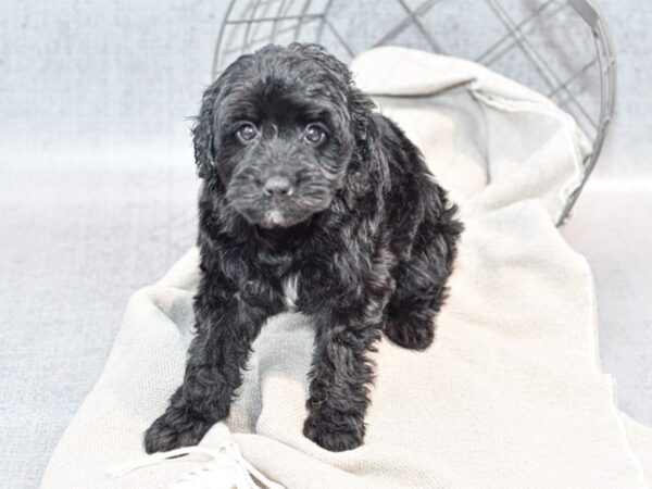 Spitz Poo Dog Female Black 36395 Petland Novi, Michigan