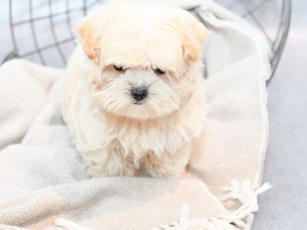 Maltipoo Dog Male Apricot 36396 Petland Novi, Michigan