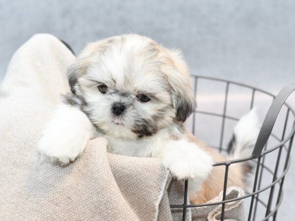 Shih Tzu Dog Male Gold & White 36397 Petland Novi, Michigan