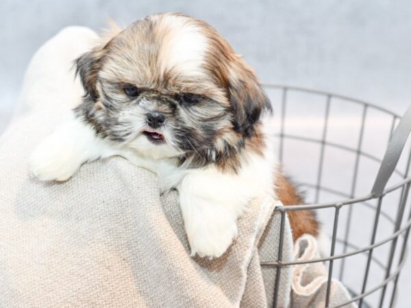 Shih Tzu Dog Female Gold & White 36398 Petland Novi, Michigan