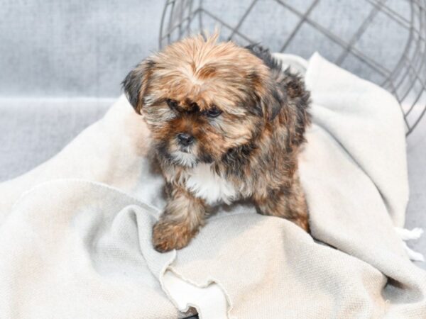 Shorkie Dog Female Brown 36410 Petland Novi, Michigan