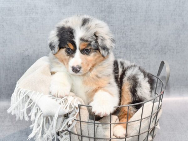 Miniature Australian Shepherd Dog Male Blue Merle 36412 Petland Novi, Michigan