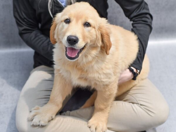 Golden Retriever Dog Female Golden 36422 Petland Novi, Michigan