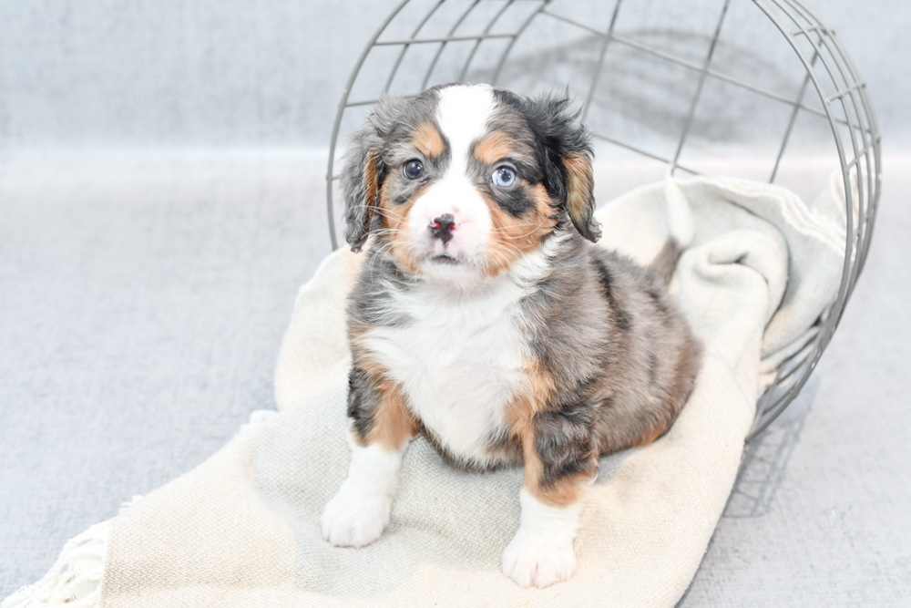 New Arrivals Puppies Petland Novi, Michigan
