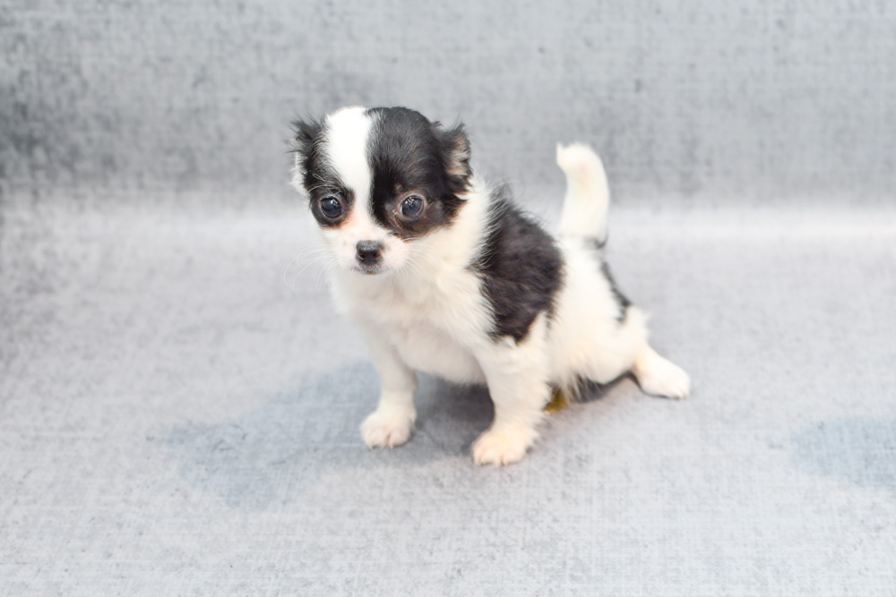 New Arrivals Puppies Petland Novi, Michigan