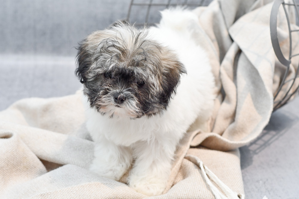 New Arrivals Puppies Petland Novi, Michigan