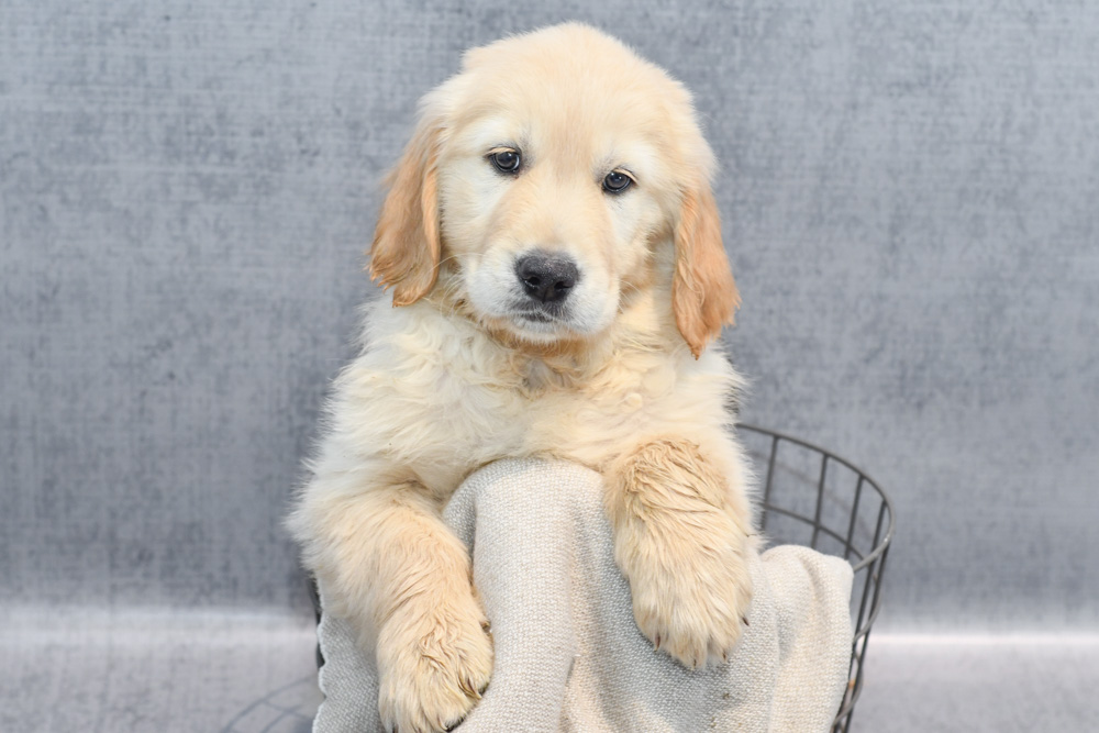 New Arrivals Puppies Petland Novi, Michigan