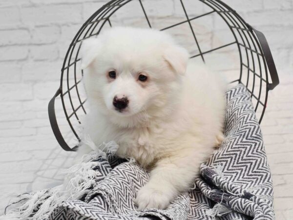 American Eskimo Dog Male White 36213 Petland Novi, Michigan