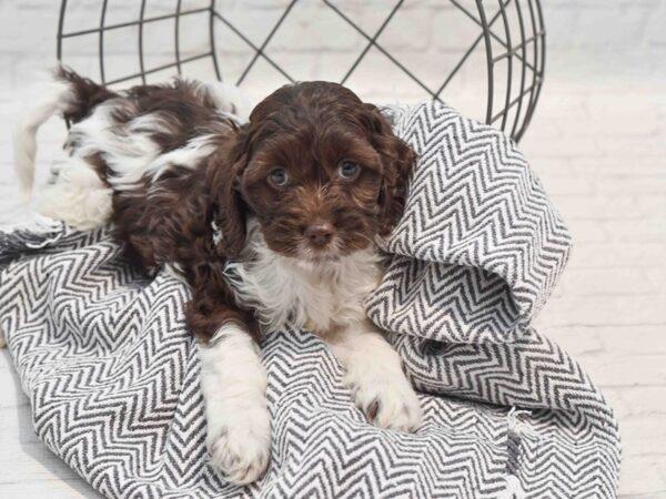 Cockapoo Dog Female Chocolate & White 36229 Petland Novi, Michigan