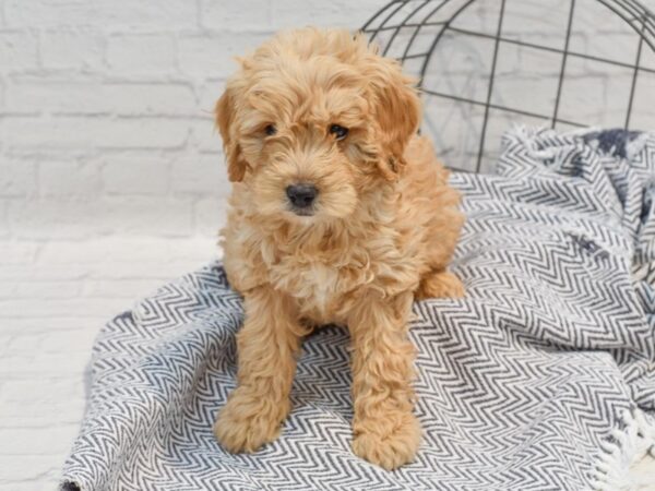 Mini Goldendoodle Dog Female Apricot 36262 Petland Novi, Michigan