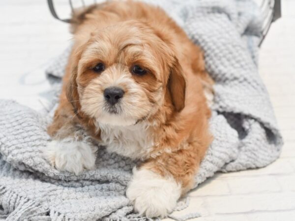 Lhasa Apso Dog Male Brown & white 36275 Petland Novi, Michigan