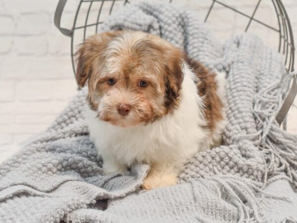 Havanese Dog Female Chocolate & White 36305 Petland Novi, Michigan