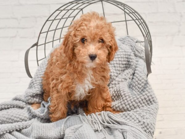 Cavapoo-Dog-Male-Apricot-36315-Petland Novi, Michigan