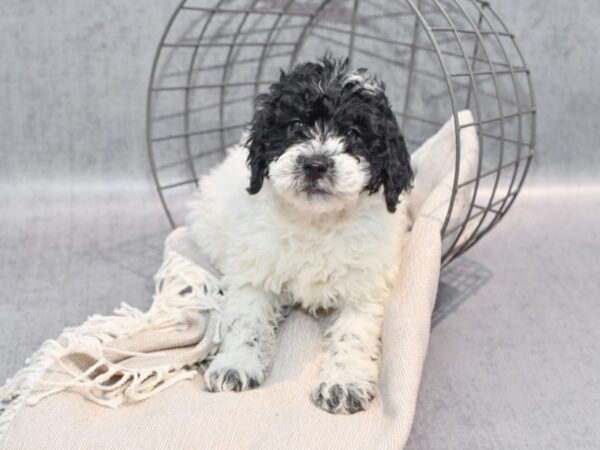 Goldendoodle Dog Female White & Black 36345 Petland Novi, Michigan