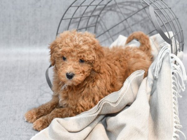 Aussiepoo Dog Female Red & White 36348 Petland Novi, Michigan