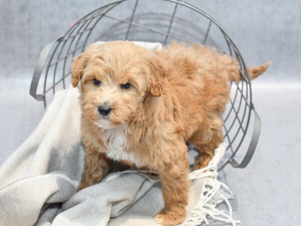 Aussiepoo Dog Male Red & White 36349 Petland Novi, Michigan