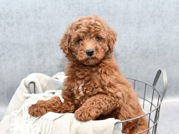 Mini Goldendoodle Dog Male Red 36359 Petland Novi, Michigan