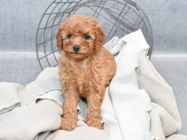 Mini Goldendoodle Dog Female Red 36360 Petland Novi, Michigan