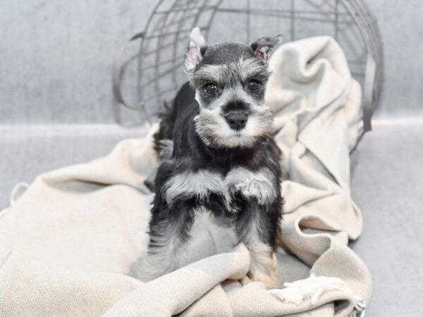 Miniature Schnauzer-Dog-Female-Salt & Pepper-36361-Petland Novi, Michigan