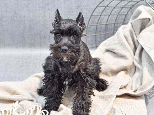 Miniature Schnauzer Dog Male Black 36363 Petland Novi, Michigan