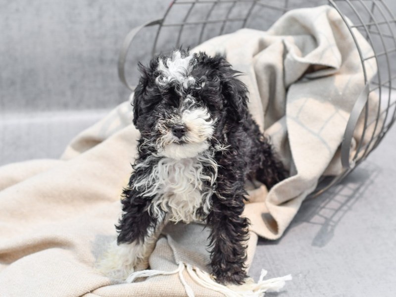 Mini Aussiedoodle - 36378 Image #1
