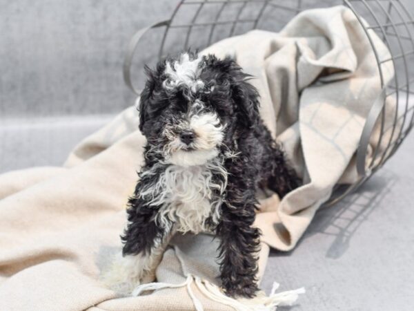 Mini Aussiedoodle Dog Female Black & White 36378 Petland Novi, Michigan